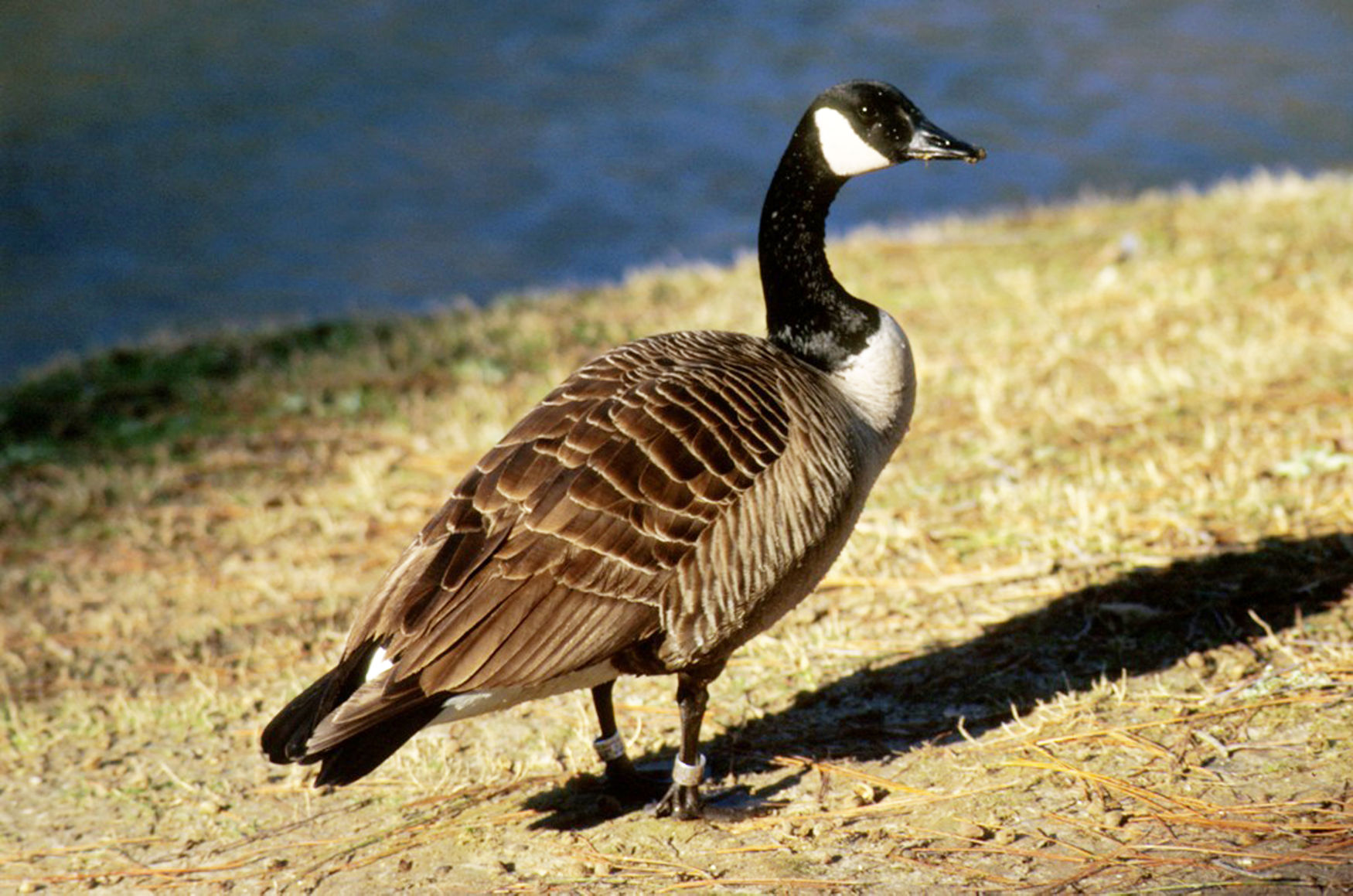 OUTDOORS FEATURE: Canda geese --- nice or nuisance? – Albany Herald