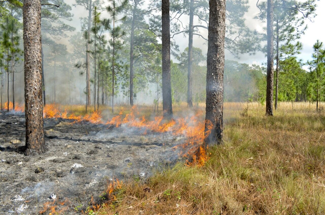 friends-of-plantations-the-fire-bird-albany-herald