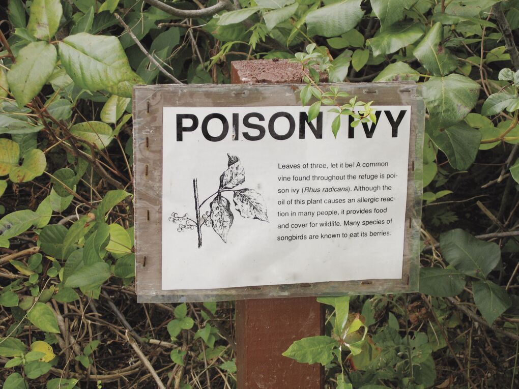 How to identify poison ivy all year round – Albany Herald